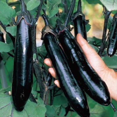 ナス 飛天長 4月中～下旬発送予定