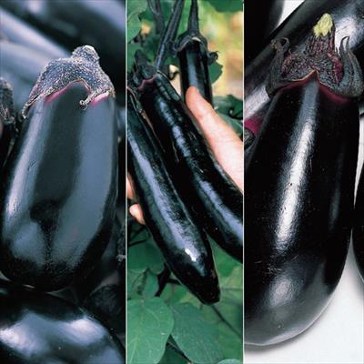 ナス 食べ比べ 3種セット 5月中～下旬発送予定