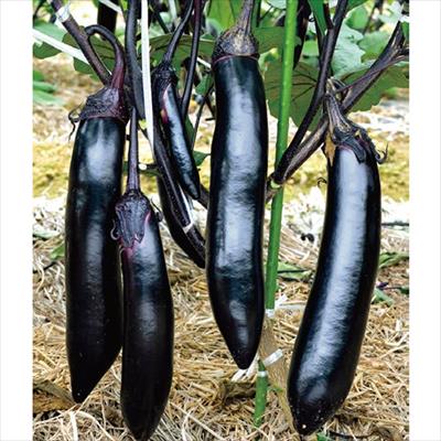 ナス ふわとろ(R)長