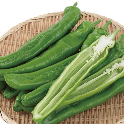 ジャンボトウガラシ 福耳（R）ジロー 5月中～下旬発送予定