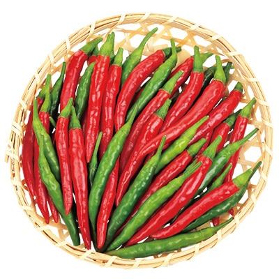 おうち野菜（R） トウガラシ 羅辛 自根苗