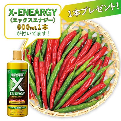 おうち野菜（R） トウガラシ 羅辛 自根苗