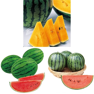 おいしい小玉スイカ 3種セット 接木苗