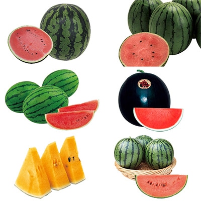 スイカ よりどりセット 接木苗