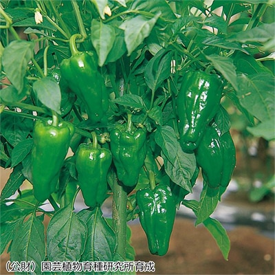 ピーマン あきの 接木苗