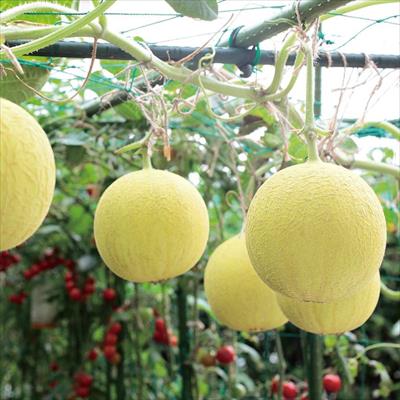 ネットメロン ころたん(R) 5月中～下旬発送予定 自根苗3ポット1組