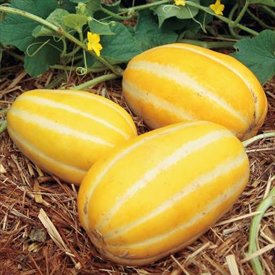 おうち野菜（R） マクワウリ すっきりメロン 自根苗