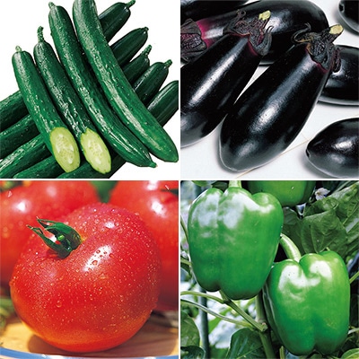 サカタのタネ 自信作 4種セット 4月中～下旬発送予定