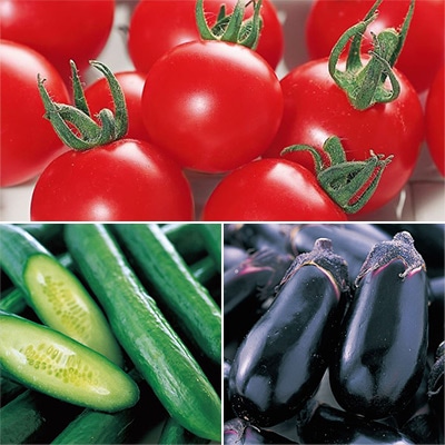 サカタのタネ おいしい野菜苗 3種セット 5月中～下旬発送予定