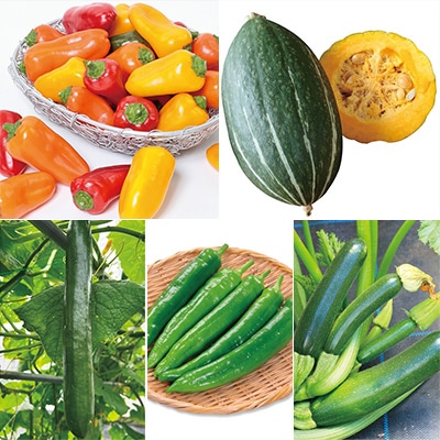 おうち野菜(R) スペシャルミックス 6種セット 5月中～下旬発送予定