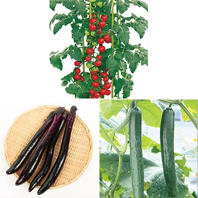 おうち野菜(R) はじめて3種セット 自根苗