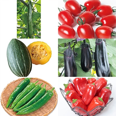 おうち野菜(R) 人気の6種セット 自根苗