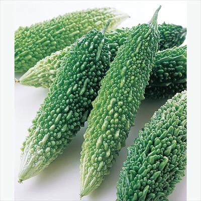 ゴーヤー 願寿 4月中旬発送予定