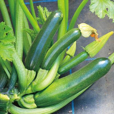 おうち野菜（R） ズッキーニ 夏みのる（R） 自根苗