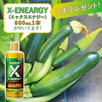 おうち野菜（R） ズッキーニ 夏みのる 自根苗