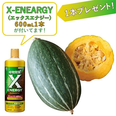 おうち野菜（R） カボチャ スイートタックル(R) 自根苗
