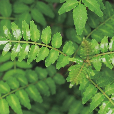 山椒（さんしょう）