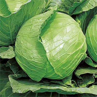 ジフィーセブンC苗 キャベツ 新藍