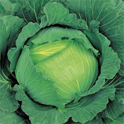 ジフィーセブンC苗 キャベツ 冬藍