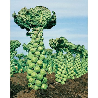 ジフィーセブンC苗 芽キャベツ ファミリーセブン