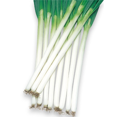 セル苗 ネギ 夏扇4号