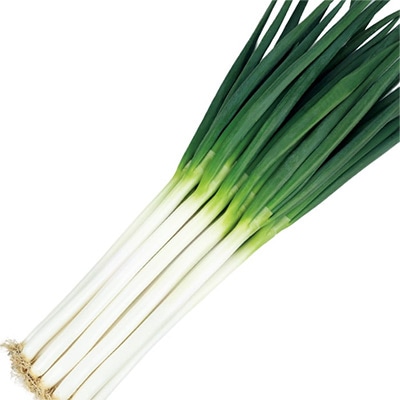 セル苗 ネギ 冬扇シオン