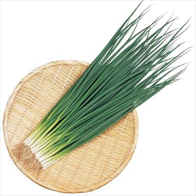 ジフィーセブンC苗 小ネギ 竹千代