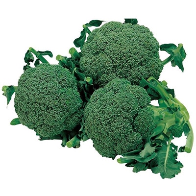 ジフィーセブンC苗 ブロッコリー 緑嶺 3月16日～20日発送予定