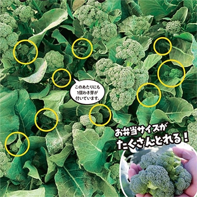 ジフィーセブンC苗 ブロッコリー よくばり(R) 3月16日～20日発送予定