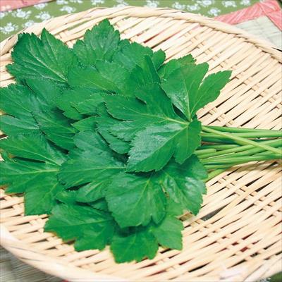 あしたば 種 タネ 球根 苗の通販はサカタのタネ オンラインショップ