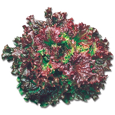 ジフィーセブンC苗 レタス リーフレタスレッド