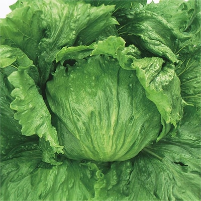 ジフィーセブンC苗 レタス フリフリッカー 3月16日～20日発送予定