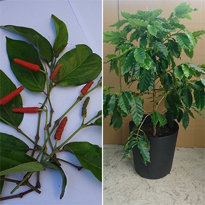 香りを楽しむ果樹 2種セット