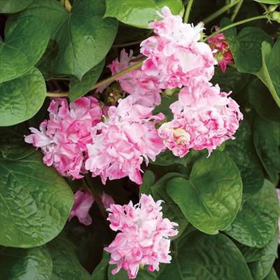 アサガオ スプリットペタル