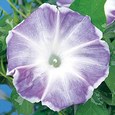 アサガオ 暁の露