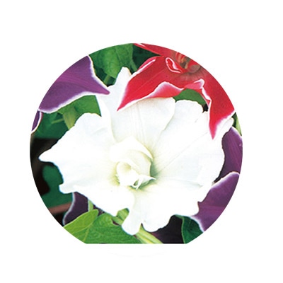 アサガオ 桔梗咲き 白獅子