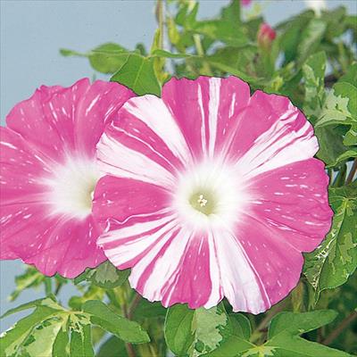 アサガオ 暁の舞