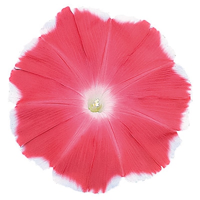 アサガオ 暁の夢