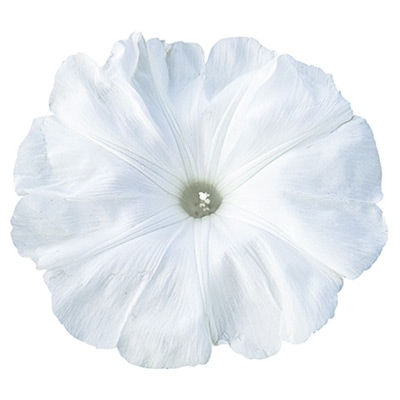 アサガオ 暁の雪