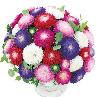 アスター あずみ 混合