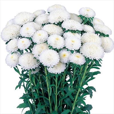 アスター あずみ ホワイト