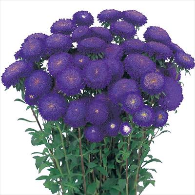 アスター あずみ ブルー