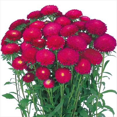 アスター あずみ ローズ