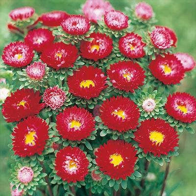 アスター 松本 スカーレット