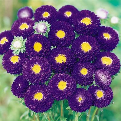 アスター 松本 パープル