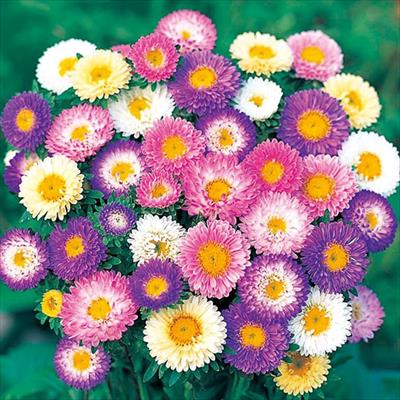 アスター 松本 パステル ミックス