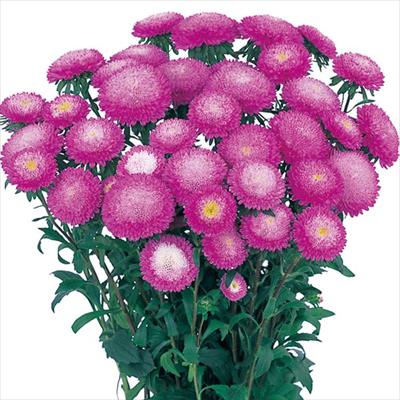 アスター あずみ ローズピンク