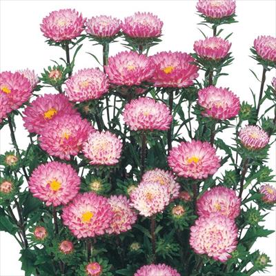 アスター 松本 トップローズ