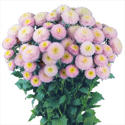 アスター あずみ ライトピンク