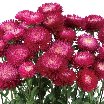 アスター あずみXL レッド